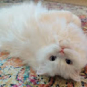 Meet your Posher, Cath